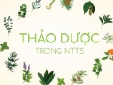 Nền tảng dược lý của thảo dược trong NTTS