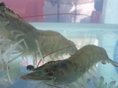 SO SÁNH MẬT ĐỘ TÔM THẺ CHÂN TRẮNG TRONG HỆ THỐNG TUẦN HOÀN RAS